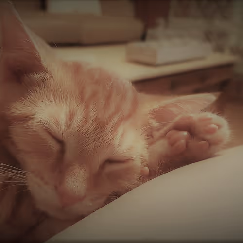 MrGreen420 Collection