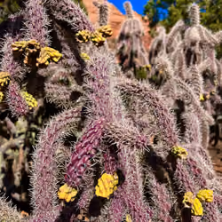 YB - Cactus Flowering