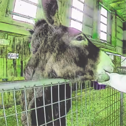 Donkey Bites a Dude