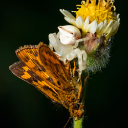 Crab Spider With Skipper Kill