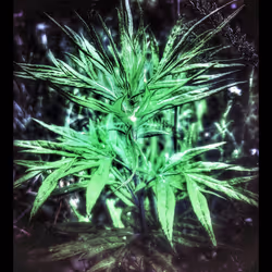 3787080761074609709675817509753112159059746763483256848434353566592501022725