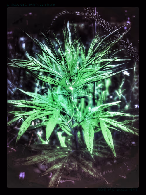 Item #3787080761074609709675817509753112159059746763483256848434353566592501022725 Media