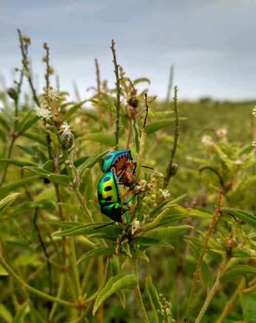 Item #6879009952649465339291252221184423124665432895341179408939665852146519113729 Media