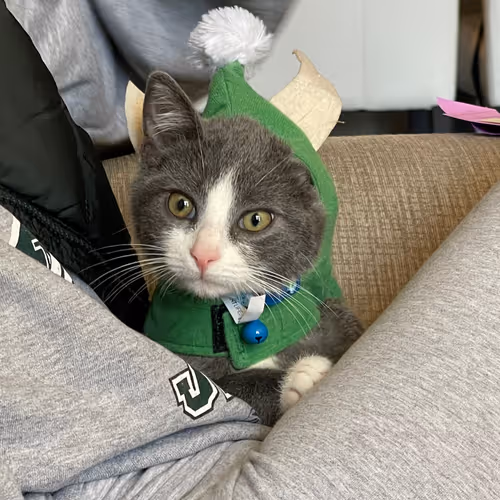 mjbarbs Collection - old