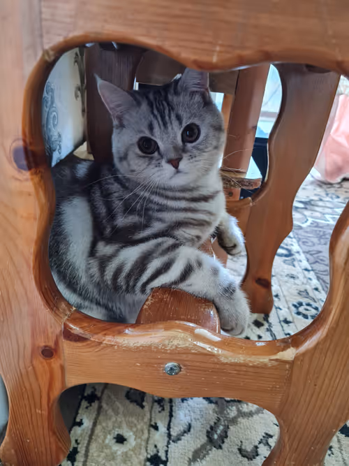 Item #86905873126955002479627001740615612203296733908916306944010109162679630299137 Media