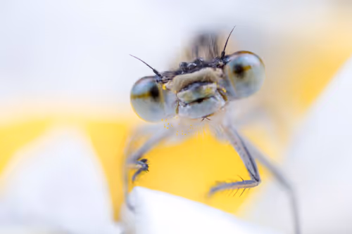 Item #11893448461842202167923125391346137616384292588036434545660885340742494453761 Media