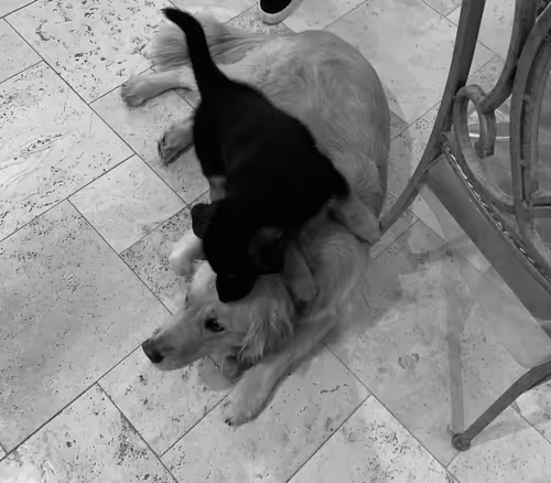 Item #31732020436559280033992312493119526384566116401417850517374032272736999440385 Media