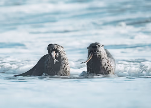 Item #36176467897380328031202598429457244897773956397041949231914939987833242255361 Media