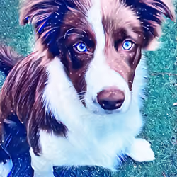 Kaia