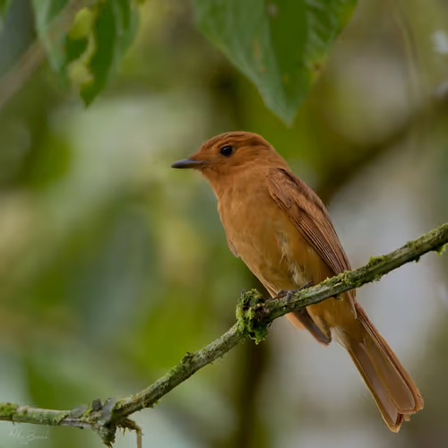 Item #76723362783280478533997952640177478162370392864243199552253501706310353158145 Media