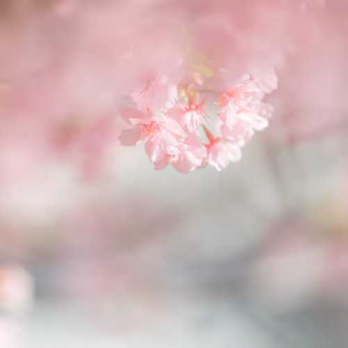 Sakura#5