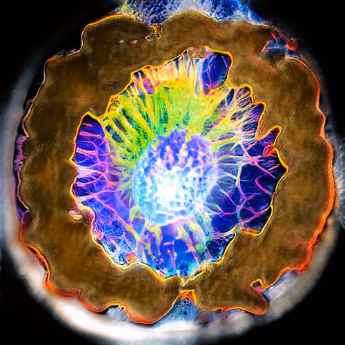 Item #81423580408588551200801073682850784470757564812203159627046902881400836325377 Media