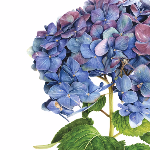 About the beauty of hydrangeas.