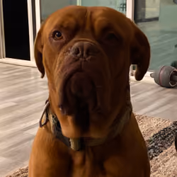 dog de bordeaux