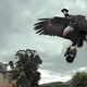 TPigeon