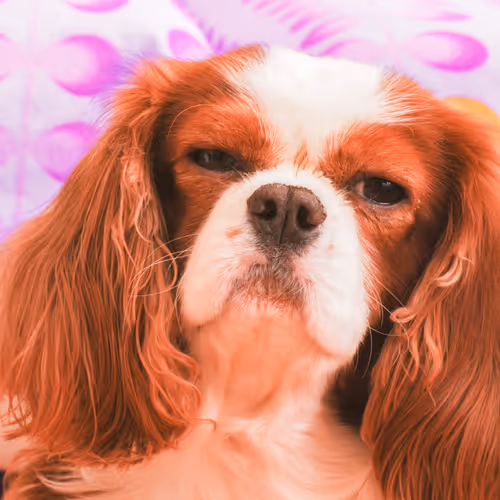 Item #52268251609148313723694636350380869011371331496130941392669189983128334106625 Media