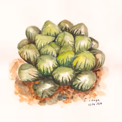 Succulent