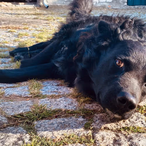 Untitled Collection #39222400 - old