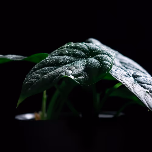 82603912425179126433929264231881596298105743749397810039905024972631591354369