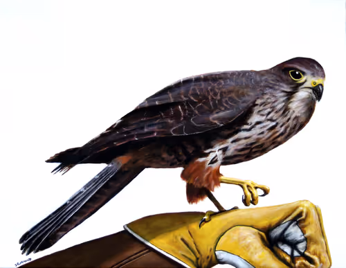 Item #92566316601435052281349829868677070960723609270409732510250099637247667077121 Media