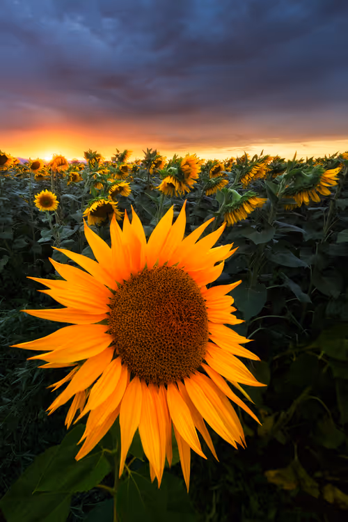 Item #76520037759539226060557440390791593965798560747131702969488638277487654076417 Media