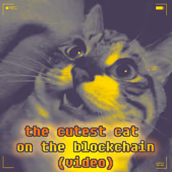 The cutest cat on the blockchain 