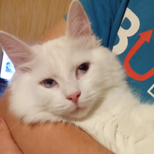 Item #763224073280193224173041358155125596503139434424356380946212175053783564289 Media