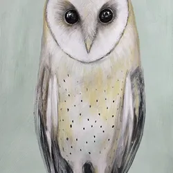 Barn Owl