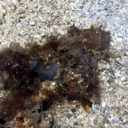 80965803268169370603932631570667161375508893671094224909166964140306574868481