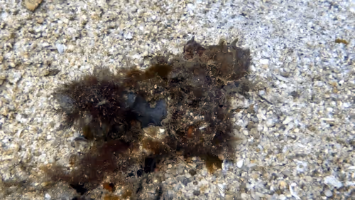 Item #80965803268169370603932631570667161375508893671094224909166964140306574868481 Media