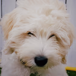 GimliP 002