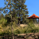 Digital Asset Collectibles