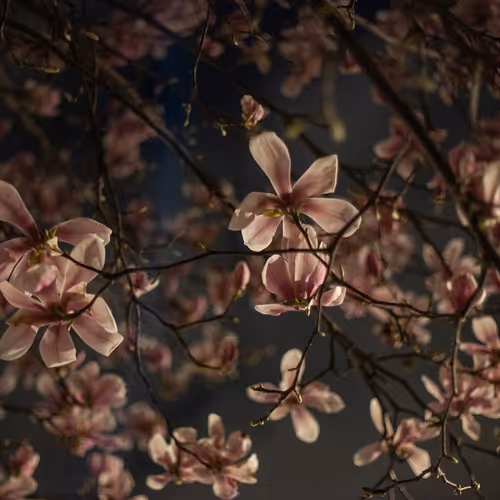 109162157552346088047496633038404394118504199992061596446112929378630780321793