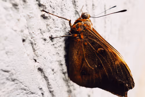 Item #85754324658958322321825418144562619056951061252272308938085744379621969756161 Media