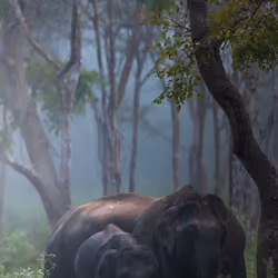 Gentle giants