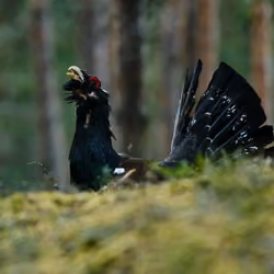 Capercaillie #8