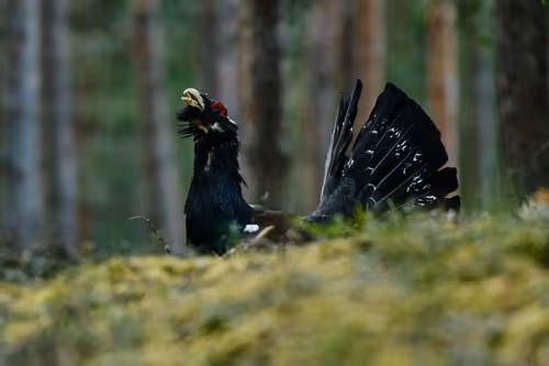 Item #38839638016567787645850386544013293643521983549526356004596178363038195253249 Media