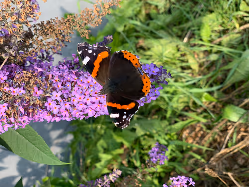 Reseedr Collection - old