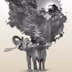 012 - The Survival of Elephants