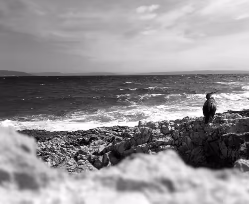 Item #45020300559834047754608291695365290040591735365649665672905487465363009437697 Media