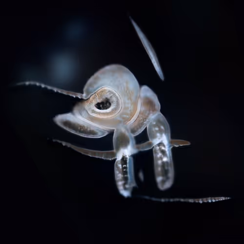 Item #57653205475066340997187332697300573359295137938848674046956823706360147345409 Media