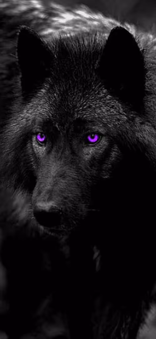 Item #81353619104543552761017849026197782989935589479573878427591292123356071985153 Media