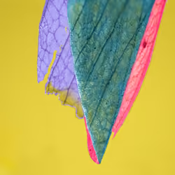 EMERGE