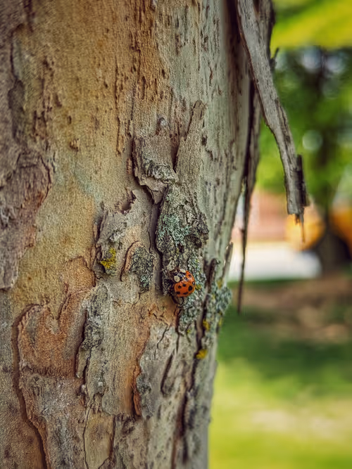 Item #27225571184788260604984224055988062336080108645856878845642875100502245244929 Media