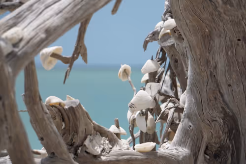 Item #41013704286635162959004487776095067176603519769359421915548602746087900446721 Media