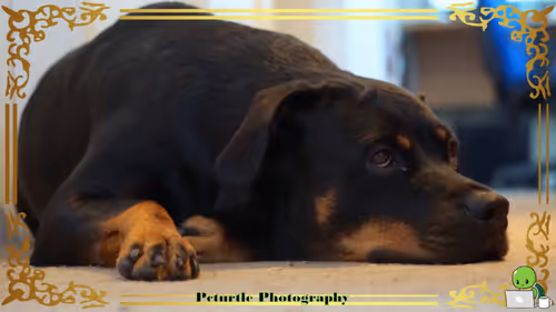 Item #63688176006920298669738405398310368792609774011425620877012057992352076136449 Media