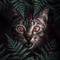 Hiding Kitty
