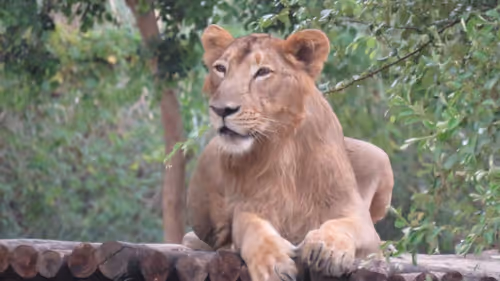 Item #70705970032950975124001582722713361071793700878666973300418757668342264233985 Media