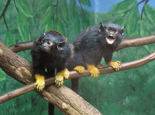 Item #95619151568614802974454947629602672965769746893472874508208249398896332111873 Media