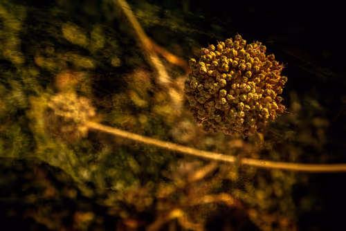 Item #1448819722811812157553440872911488319417736624981688873626406797976788795393 Media